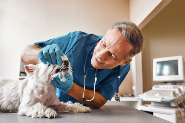 Best Affordable Emergency Dental Care  in Cecil Bishop, PA